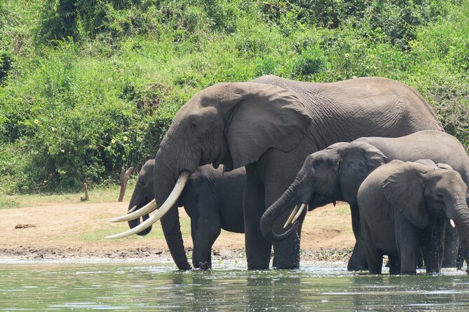 12-Day Moderately Priced Pearl of Africa - Uganda Private Safari - Day 9: Bwindi gorilla trekking and Lake Bunyonyi