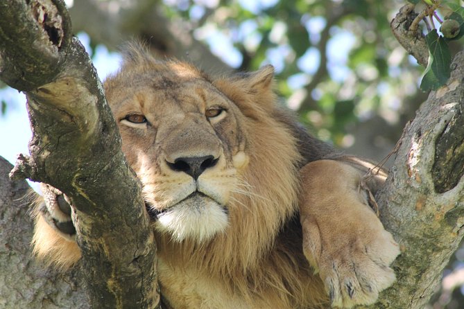 12-Day Pearl of Africa Wildlife and Adventure Highlights - Key points to know before booking