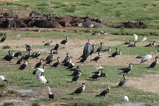 12-Day Pearl of Africa Wildlife and Adventure Highlights - Golden monkeys and the calm waters of Lake Bunyonyi