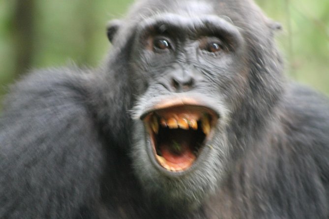12-Day Pearl of Africa Wildlife and Adventure Highlights - Mountain gorillas in Bwindi Impenetrable Forest