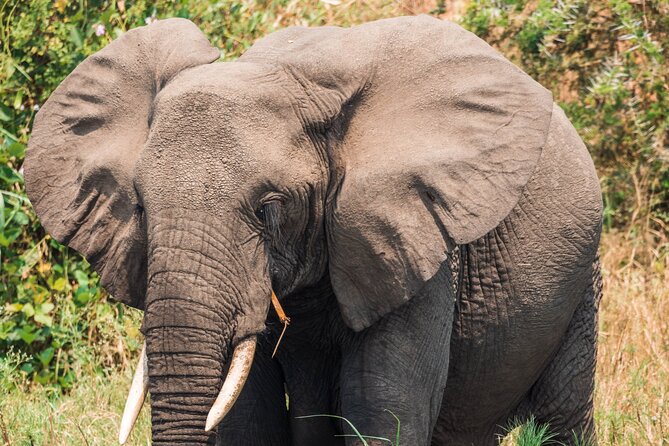 12-Day Pearl of Africa Wildlife and Adventure Highlights - Tree-climbing lions in Ishasha