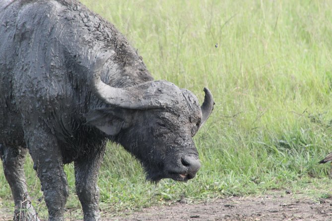12-Day Pearl of Africa Wildlife and Adventure Highlights - Queen Elizabeth’s savanna and the Kazinga Channel