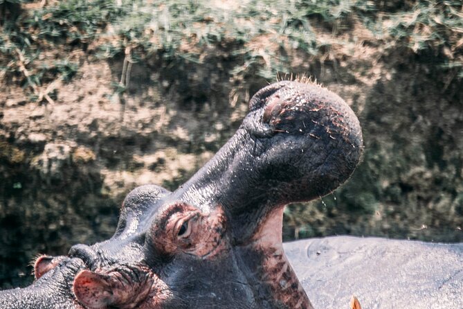 12-Day Pearl of Africa Wildlife and Adventure Highlights - Chimpanzees and the Bigodi wetland