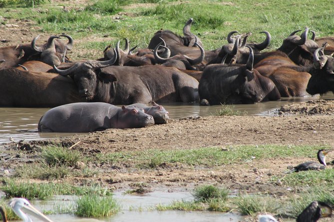 12-Day Pearl of Africa Wildlife and Adventure Highlights - Climbing one of the Virunga volcanoes