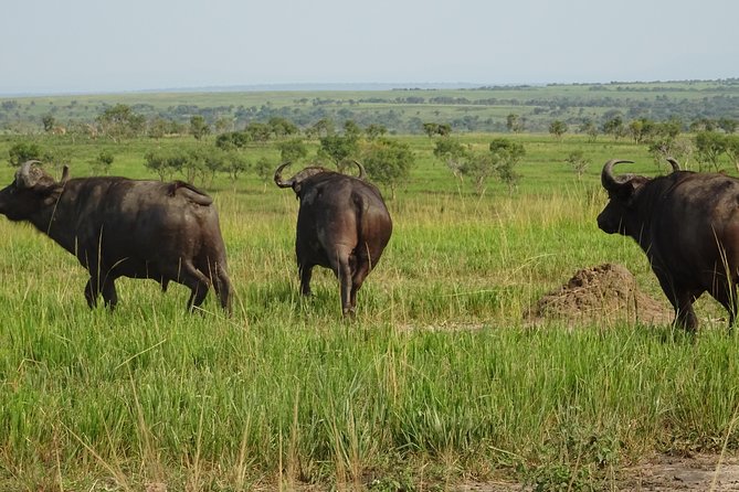 12 Days Memorable Experience tour in Uganda - Kidepo game drives and cultural dancing