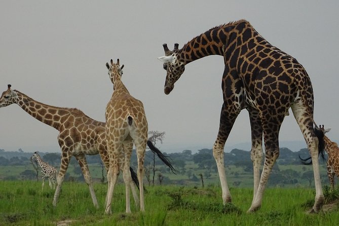 12 Days Memorable Experience tour in Uganda - Sipi Falls, coffee gardens, and mountain views