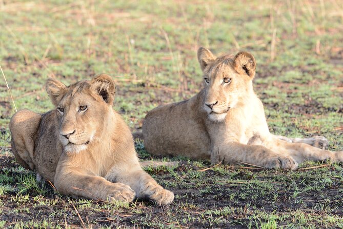 13 Day Uganda Safari with Gorillas, Chimps & Tree climbing lions - Starting gently in Entebbe