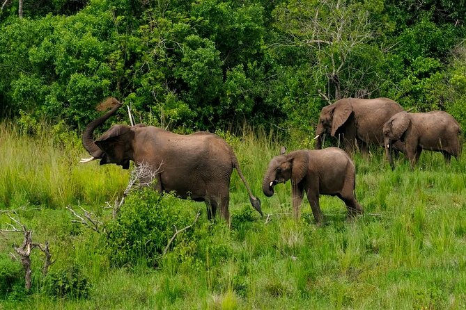 13 Day Uganda Safari with Gorillas, Chimps & Tree climbing lions - Kibale brings you closer to Uganda’s primates