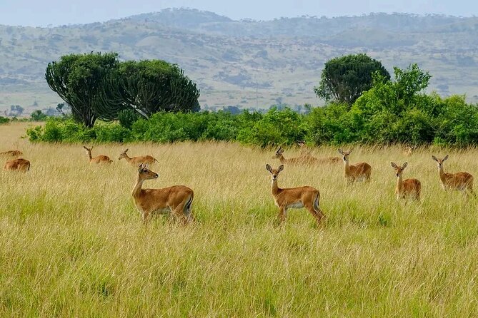 13 Day Uganda Safari with Gorillas, Chimps & Tree climbing lions - Queen Elizabeth offers the fullest wildlife mix