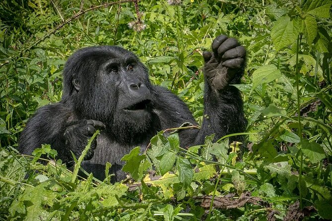 13 Day Uganda Safari with Gorillas, Chimps & Tree climbing lions - Ishasha is the trip’s most unusual lion stop