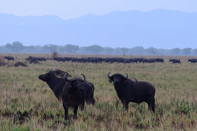 13 Day Uganda Safari with Gorillas, Chimps & Tree climbing lions - Bwindi makes the gorilla trek the centerpiece