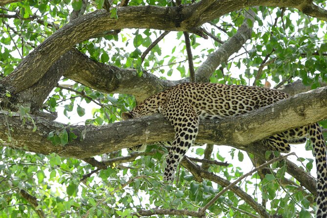 13 Day Uganda Safari with Gorillas, Chimps & Tree climbing lions - Lake Bunyonyi adds a welcome pause