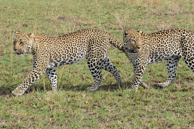 13 Day Uganda Safari with Gorillas, Chimps & Tree climbing lions - Rhino tracking and the road to Murchison Falls