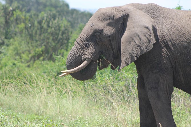 13-Day Wildlife Adventure Trip to the Pearl of Africa - What $5,000 buys you in Uganda