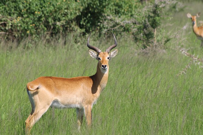 13-Day Wildlife Adventure Trip to the Pearl of Africa - Days 2 and 3: Rhinos, open plains, and the power of Murchison Falls