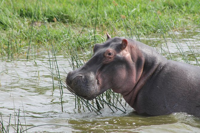 13-Day Wildlife Adventure Trip to the Pearl of Africa - Days 4 and 5: Tea country and a serious chimpanzee experience in Kibale