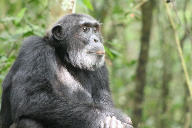 13-Day Wildlife Adventure Trip to the Pearl of Africa - Day 1: A gentle arrival in Entebbe and Kampala