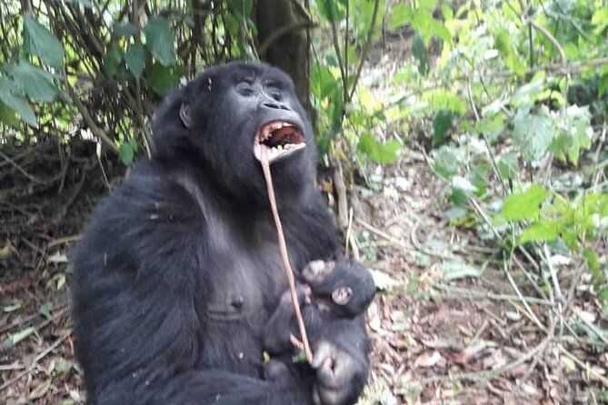 13 Days Private tour to discover Uganda's Best Safari - Five things to know before booking