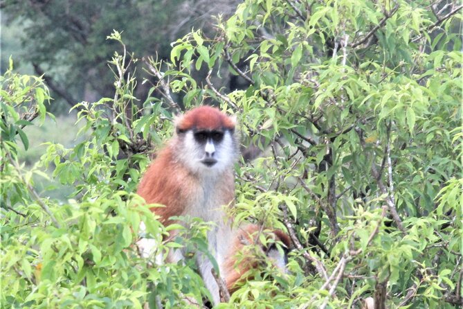 13 Days Private tour to discover Uganda's Best Safari - Uganda’s best safari in one long circuit