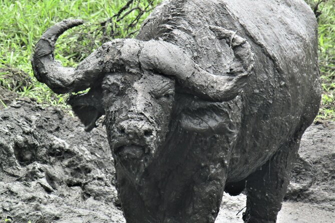 13 Days Private tour to discover Uganda's Best Safari - Days 5 and 6: Chimpanzees in Kibale Forest