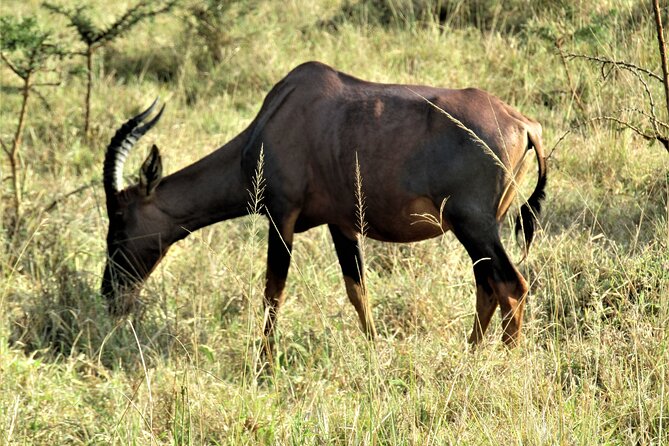13 Days Private tour to discover Uganda's Best Safari - Days 7 and 8: Queen Elizabeth and the Kazinga Channel