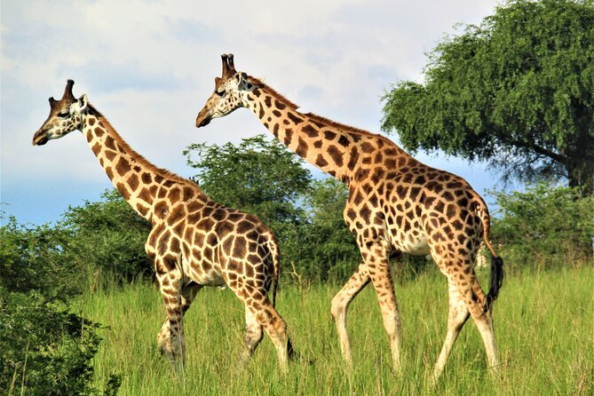13 Days Private tour to discover Uganda's Best Safari - Days 12 and 13: Zebra, impala, and the equator