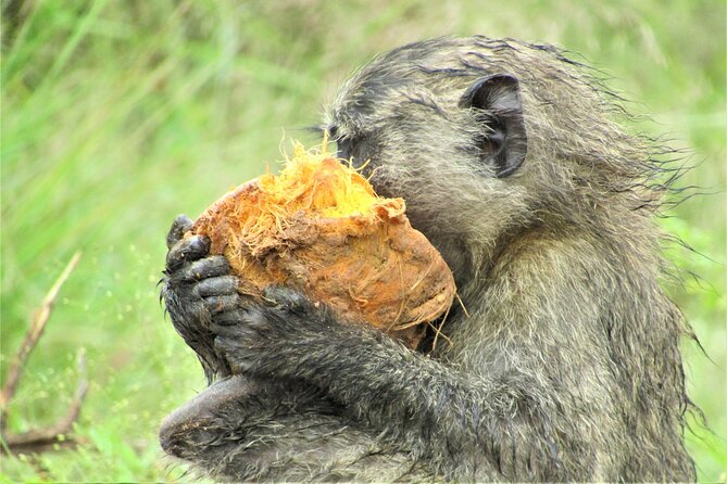 13 Days Private tour to discover Uganda's Best Safari - Days 3 and 4: Murchison Falls and a long countryside drive