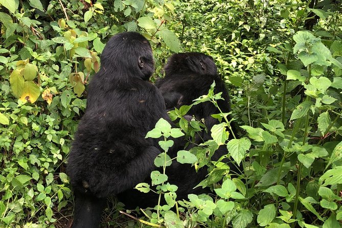 14 Day Pearl of Africa Uganda Classic Wildlife Safari - Murchison Falls brings wildlife and rushing water