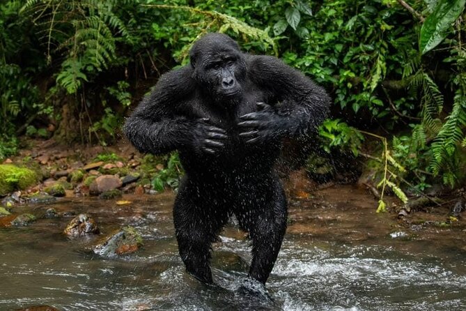 14 Days Uganda Safari Adventure, Gorilla Trekking and WildlifeTour - What the $6,770 price really covers