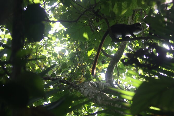 14 Days Uganda Safari Adventure, Gorilla Trekking and WildlifeTour - Day 3: Lake Albert, fishing life, and Hoima