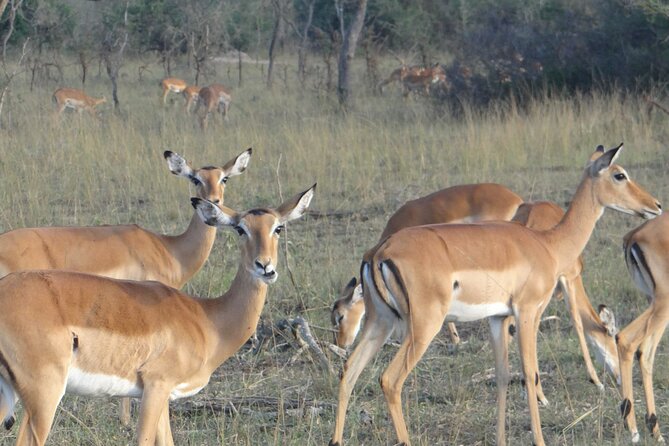 14 Days Uganda Safari Adventure, Gorilla Trekking and WildlifeTour - Days 4 and 5: Tea, chimpanzees, and Bigodi Wetland