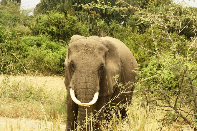 14 Days Uganda Safari Adventure, Gorilla Trekking and WildlifeTour - Day 7: Big animals and Katwe’s salt lakes