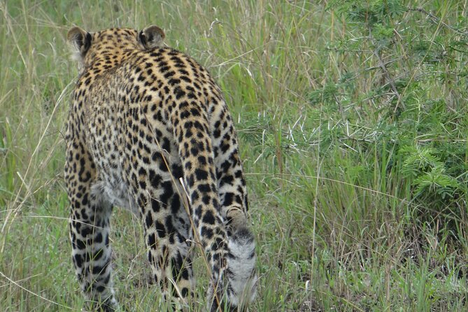 14 Days Uganda Safari Adventure, Gorilla Trekking and WildlifeTour - Day 8: Kyambura Gorge and Ishasha’s tree-climbing lions