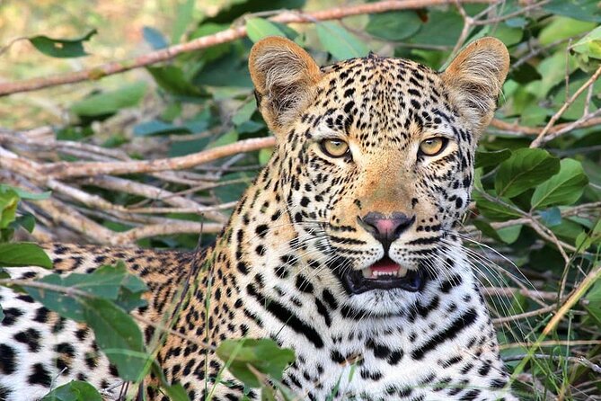 14 Days Uganda Safari Adventure, Gorilla Trekking and WildlifeTour - Day 2: A confusing Murchison Falls and Nile program