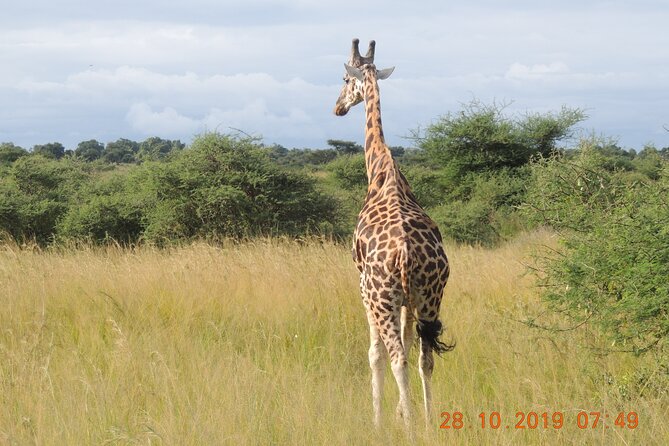 14 Days Uganda Wildlife and Primate Safari with Bigfive - Why this Uganda safari has such broad appeal