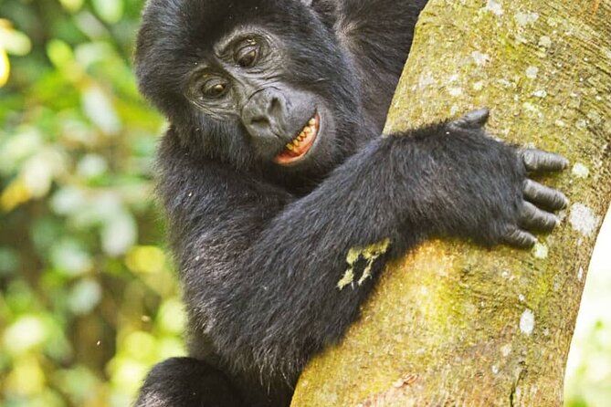 14 Days Uganda Wildlife and Primate Safari with Bigfive - Day 4: A long transfer to Kibale Forest