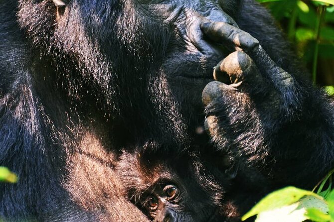 14 Days Uganda Wildlife and Primate Safari with Bigfive - Day 5: Chimpanzees and the Bigodi Swamp option