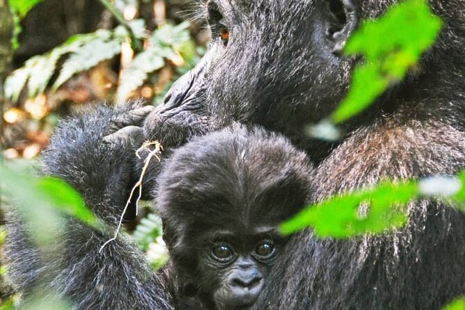 14 Days Uganda Wildlife and Primate Safari with Bigfive - Day 6: Fort Portal’s crater lakes