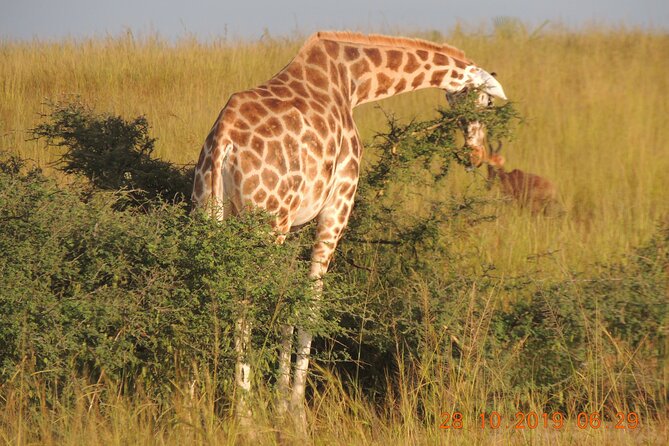 14 Days Uganda Wildlife and Primate Safari with Bigfive - Day 7: Queen Elizabeth and the Kazinga Channel