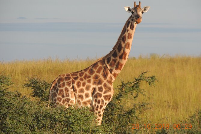14 Days Uganda Wildlife and Primate Safari with Bigfive - Day 8: Ishasha and the road to Bwindi