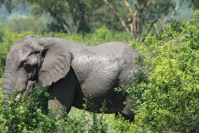 15-Day Gorilla and chimps Trekking, Big 5 and Nature Sighting Safari - Why this safari works for first-time Uganda visitors
