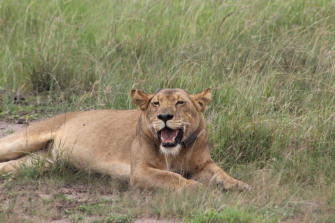 15-Day Gorilla and chimps Trekking, Big 5 and Nature Sighting Safari - Days 7 to 9: Queen Elizabeth and the tree-climbing lions