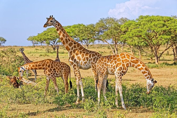 15-Day Gorilla and chimps Trekking, Big 5 and Nature Sighting Safari - Days 2 and 3: Rhinos and the roar of Murchison Falls