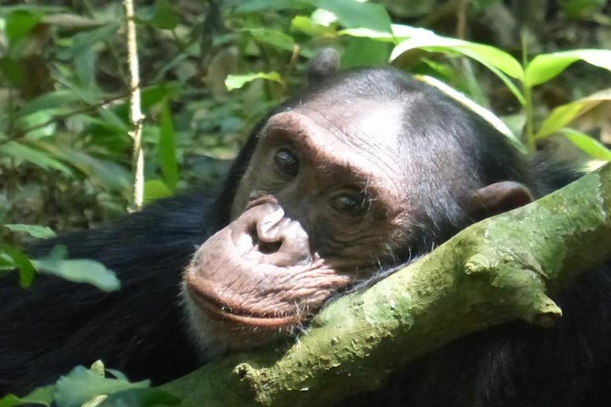 15 Day Gorillas, Chimps and Big 5 Safari Tour - What makes this Uganda safari different