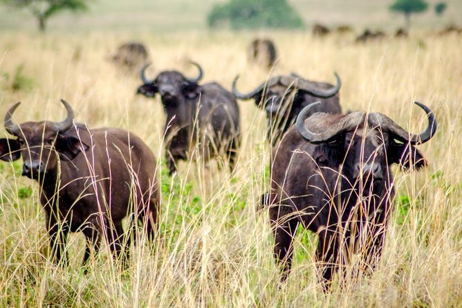 15 Day Gorillas, Chimps and Big 5 Safari Tour - Days 7 and 8: Queen Elizabeth and the Ishasha lions