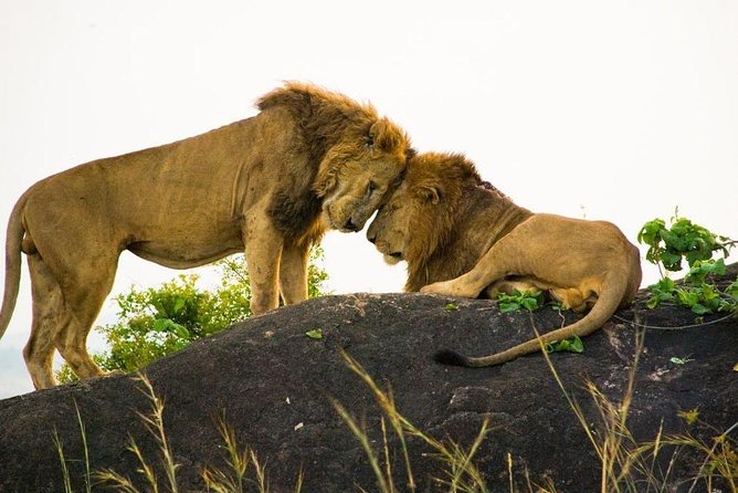 15 Day Gorillas, Chimps and Big 5 Safari Tour - Days 10 and 11: Lake Bunyonyi and the Ankole region