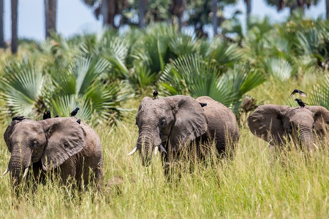2 Day Guided Murchison Falls And Zziwa Rhino Trekking Safari - Why this two-day Uganda safari works