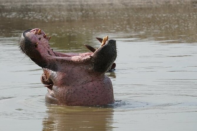 2 Day Guided Murchison Falls And Zziwa Rhino Trekking Safari - Tracking white rhinos at Ziwa Rhino Sanctuary