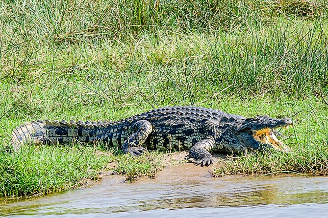 2 Day Guided Murchison Falls And Zziwa Rhino Trekking Safari - What the $1,250 price means