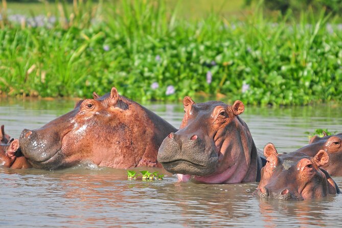 2 Day Guided Murchison Falls And Zziwa Rhino Trekking Safari - Who should book this safari?